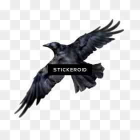 Common Raven Birds - Raven Bird Png, Transparent Png - colorful flying birds png