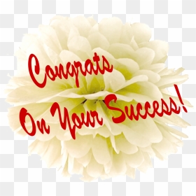 Congrats On Your Success Png Free Pic - Chrysanths, Transparent Png - success images png
