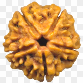 Rudraksha Tree, HD Png Download - rudraksha mala png