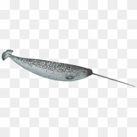 Thumb Image, HD Png Download - narwhal png