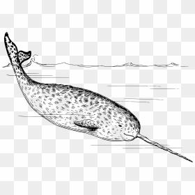 Narwhal Clip Arts - Whale With A Sword Nose, HD Png Download - narwhal png