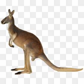 Kangaroo Png, Transparent Png - kangaroo png