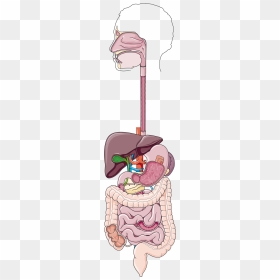 Digestive Apparatus, HD Png Download - cricket bat vector png