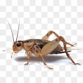 Insect Foto And Image In - Cricket Bug, HD Png Download - cricket png images