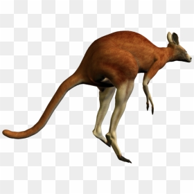 Kangaroo Png - Red Kangaroo Transparent Background, Png Download - kangaroo png
