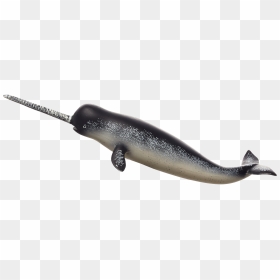Narwhal Transparent , Png Download - Narwhal Transparent Png, Png Download - narwhal png