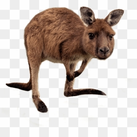 Joey Kangaroo Png Transparent Hd Photo - Wallaby Png, Png Download - kangaroo png