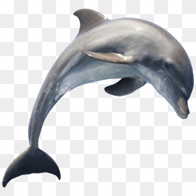 Transparent Dolphin Png, Png Download - dolphins png