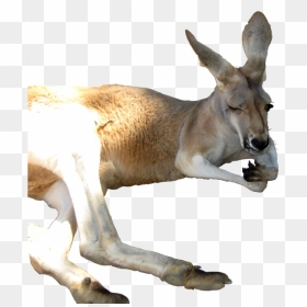 Kangaroo Background Transparent, HD Png Download - kangaroo png
