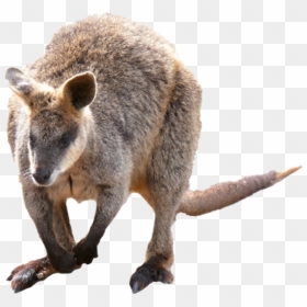 Kangaroo Wallaby Png Photo - Wallaby Png, Transparent Png - kangaroo png