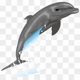 Dolphin Free Content Drawing Clip Art - Clip Art, HD Png Download - dolphins png
