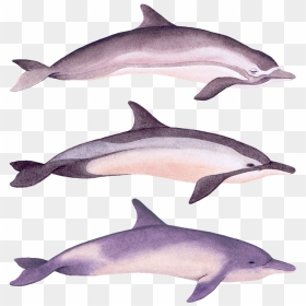 Dolphins , Png Download - Common Bottlenose Dolphin, Transparent Png - dolphins png