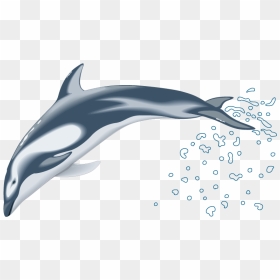 Dolphin Drawing Clip Art - Dolphin Vector, HD Png Download - dolphins png