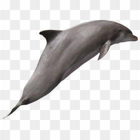 Dolphin Png Image - Bottle Nose Dolphin White Background, Transparent Png - dolphins png