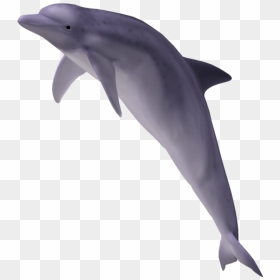 15 Dolphin Tail Png For Free Download On Mbtskoudsalg - Dolphin Transparent, Png Download - dolphins png