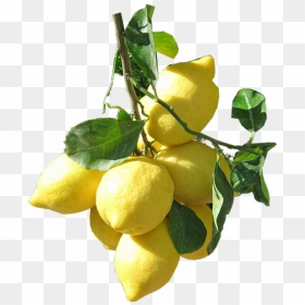 Sweet Lemon, HD Png Download - lemons png