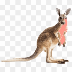 Kangaroo Wallaby Png Transparent - Kangaroo Drawing Png, Png Download - kangaroo png