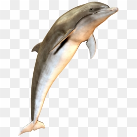 Cute Jumping Dolphin Png Image - Dolphin, Transparent Png - dolphins png
