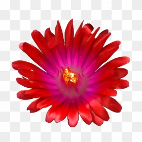 Red Jewel Png , Png Download - Hair Tie, Transparent Png - jewel png