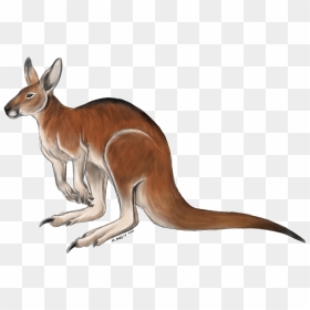 Kangaroo Free Png Image - Coloured Picture Of Kangaroo, Transparent Png - kangaroo png