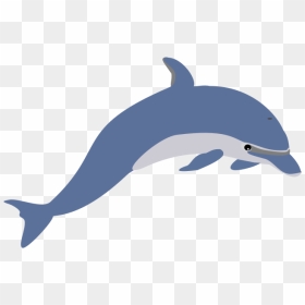 723px-dolphin Enrique Meza C - Dolphin Clipart Png, Transparent Png - dolphins png