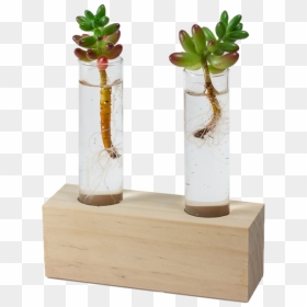 Houseplant, HD Png Download - test tube png