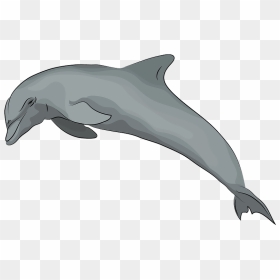 Dolphin Clipart - Common Bottlenose Dolphin, HD Png Download - dolphins png