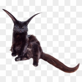 Black Cat, HD Png Download - kangaroo png