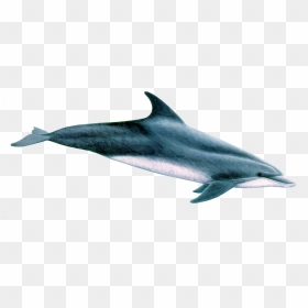 Clip Library Stock Dolphins - Swimming Dolphin Drawing, HD Png Download - dolphins png