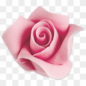 Rose Beige Rosa, Png V - Garden Roses, Transparent Png - rosa png