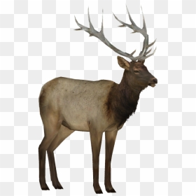 Thumb Image - Transparent Elk Png, Png Download - elk png