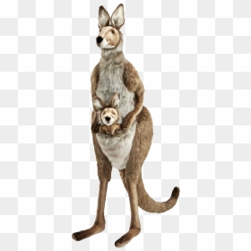 Kangaroo Wallaby Png Picture - Peluche Kangourou, Transparent Png - kangaroo png