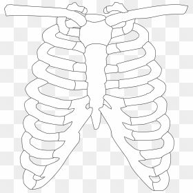 Clipart Of X Ray, HD Png Download - ribs png