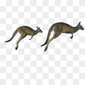 Australia Eastern Kangaroo Grey Running Western Kangaroos - Kangaroos Jumping, HD Png Download - kangaroo png