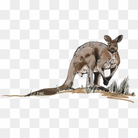 Illustrations For Any Media - Kangaroo, HD Png Download - kangaroo png