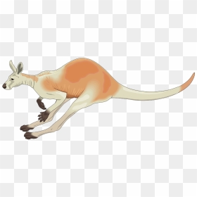 Kangaroo Clipart - Jumping Kangaroo Clipart Gif, HD Png Download - vhv