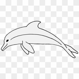 Tucuxi, HD Png Download - dolphins png