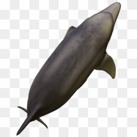 Common Bottlenose Dolphin, HD Png Download - dolphins png