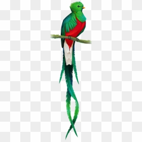 Quetzal Transparent Background, HD Png Download - yaranaika png