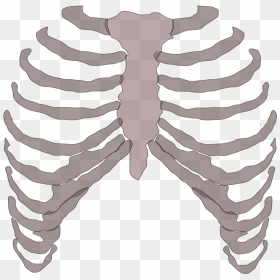 Rib Cage Png / Bone, cage, human, rib, rib cage, skeleton, thorax icon ...