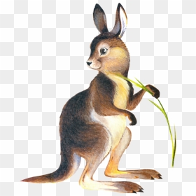 Kangaroo Drawing Marsupial Clip Art - Canguro Y El Conejo, HD Png Download - kangaroo png