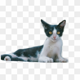 #cat #png #shocked #kitten #freetoedit, Transparent Png - shocked png