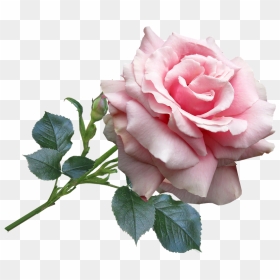 Feliz Dia De Lás Madres, HD Png Download - rosa png