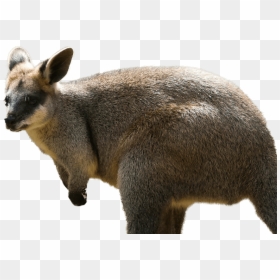 Kangaroo Wallaby Png Background Image - Wallaby Png, Transparent Png - kangaroo png