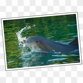 Transparent Dylan O"brien Png Tumblr - Common Bottlenose Dolphin, Png Download - dylan o'brien png
