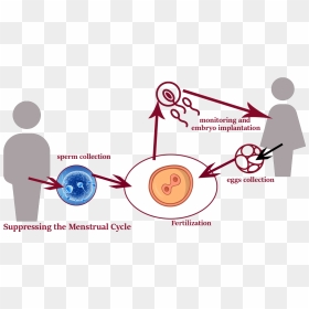 Circle, HD Png Download - test tube png