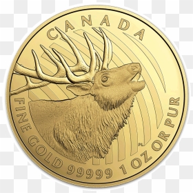 Elk Gold Rev - Canadian Gold Maple Leaf, HD Png Download - elk png