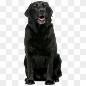 Home Page Black Lab - Black Labrador Png, Transparent Png - dog.png