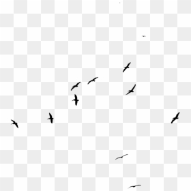 Thumb Image - Flock, HD Png Download - storm png