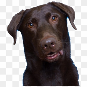 Dog Looking Png Transparent Picture - Dog, Png Download - dog.png